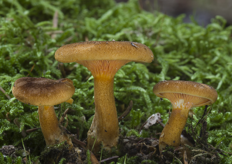 Hygrophoropsis rufa